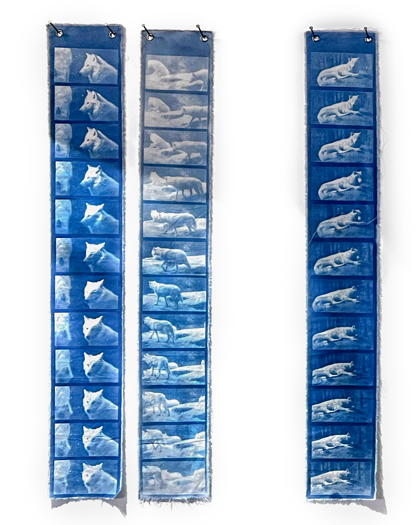 Cyanotype textile installation